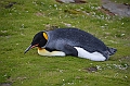 218_Antarctica_South_Georgia_Saint_Andrews_Bay_King_Penguin_Rookery
