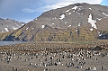 229_Antarctica_South_Georgia_Saint_Andrews_Bay_King_Penguin_Rookery