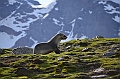 237_Antarctica_South_Georgia_Saint_Andrews_Bay_Fur_Seals