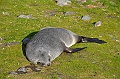 239_Antarctica_South_Georgia_Saint_Andrews_Bay_Fur_Seals