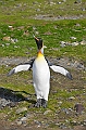 241_Antarctica_South_Georgia_Saint_Andrews_Bay_King_Penguin_Rookery