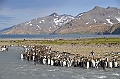 243_Antarctica_South_Georgia_Saint_Andrews_Bay_King_Penguin_Rookery