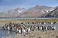 244_Antarctica_South_Georgia_Saint_Andrews_Bay_King_Penguin_Rookery