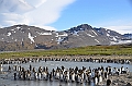 245_Antarctica_South_Georgia_Saint_Andrews_Bay_King_Penguin_Rookery