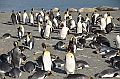250_Antarctica_South_Georgia_Saint_Andrews_Bay_King_Penguin_Rookery
