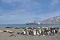 251_Antarctica_South_Georgia_Saint_Andrews_Bay_King_Penguin_Rookery