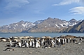 252_Antarctica_South_Georgia_Saint_Andrews_Bay_King_Penguin_Rookery