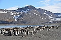 253_Antarctica_South_Georgia_Saint_Andrews_Bay_King_Penguin_Rookery
