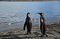 258_Antarctica_South_Georgia_Saint_Andrews_Bay_King_Penguin_Rookery