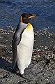 262_Antarctica_South_Georgia_Saint_Andrews_Bay_King_Penguin_Rookery