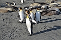 263_Antarctica_South_Georgia_Saint_Andrews_Bay_King_Penguin_Rookery