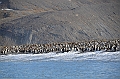 265_Antarctica_South_Georgia_Saint_Andrews_Bay_King_Penguin_Rookery
