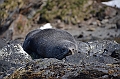 274_Antarctica_South_Georgia_Cooper_Bay_Fur_Seal