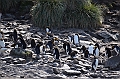 278_Antarctica_South_Georgia_Cooper_Bay_Macaroni_Penguin