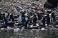 279_Antarctica_South_Georgia_Cooper_Bay_Macaroni_Penguin