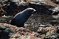 281_Antarctica_South_Georgia_Cooper_Bay_Fur_Seal