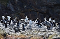283_Antarctica_South_Georgia_Cooper_Bay_Macaroni_Penguin