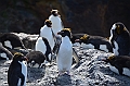284_Antarctica_South_Georgia_Cooper_Bay_Macaroni_Penguin