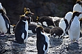 285_Antarctica_South_Georgia_Cooper_Bay_Macaroni_Penguin