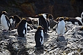 286_Antarctica_South_Georgia_Cooper_Bay_Macaroni_Penguin