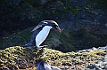 287_Antarctica_South_Georgia_Cooper_Bay_Macaroni_Penguin