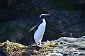 288_Antarctica_South_Georgia_Cooper_Bay_Macaroni_Penguin