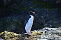 289_Antarctica_South_Georgia_Cooper_Bay_Macaroni_Penguin