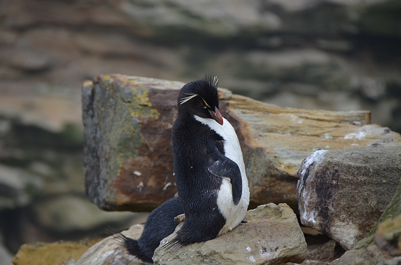 058_Falkland_Islands_New_Island.JPG