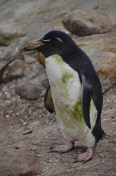 060_Falkland_Islands_New_Island.JPG