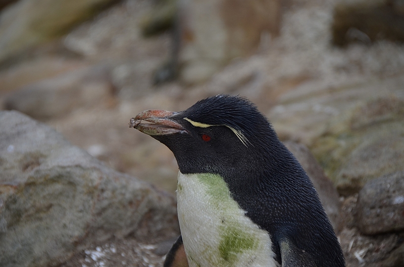 062_Falkland_Islands_New_Island.JPG