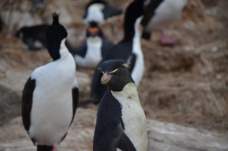 064_Falkland_Islands_New_Island.JPG