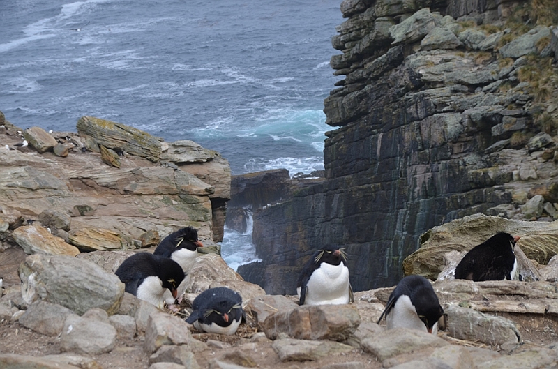 065_Falkland_Islands_New_Island.JPG