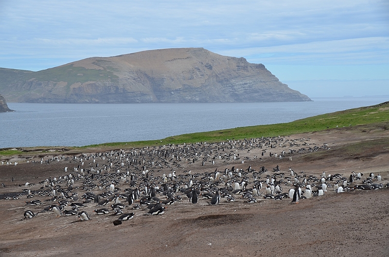 094_Falkland_Islands_Grave_Cove.JPG