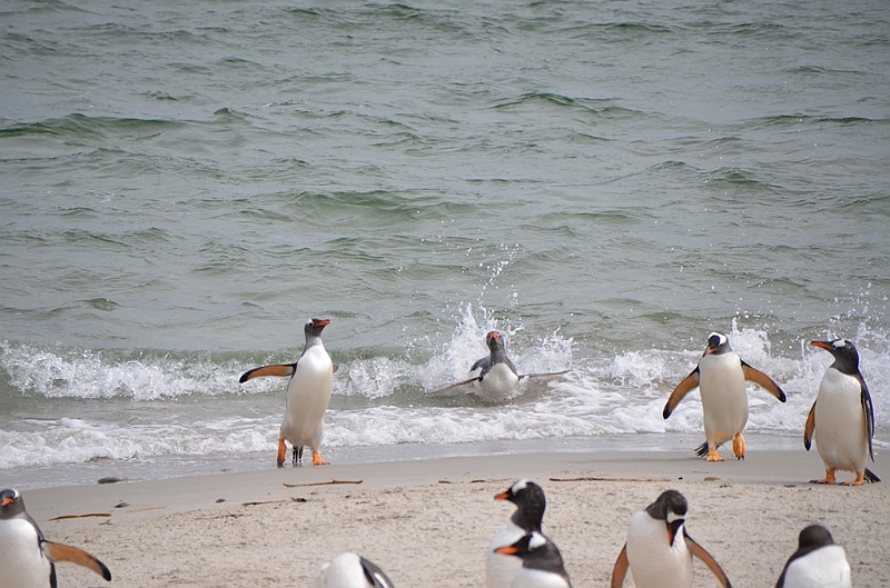 119_Falkland_Islands_Grave_Cove_Eselspinguin.JPG