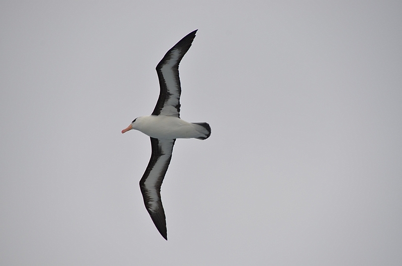 172_Falkland_Islands_Albatros.JPG