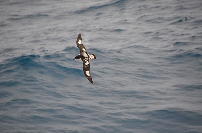 178_Falkland_Islands.JPG