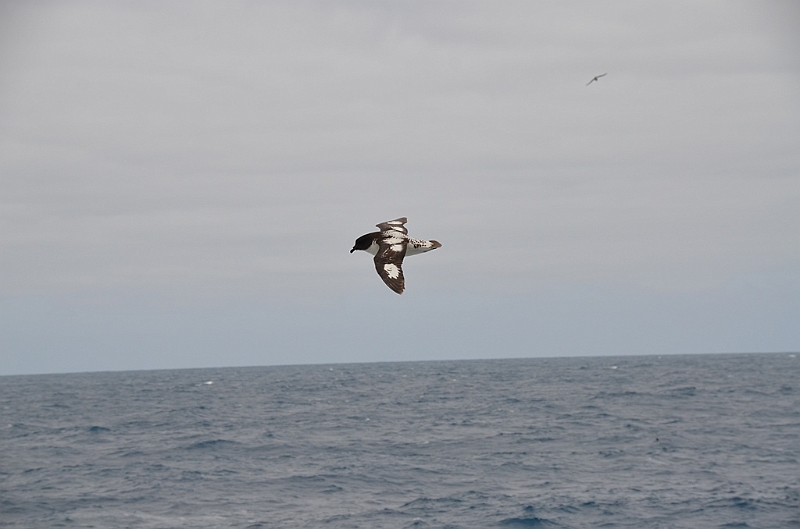 180_Falkland_Islands.JPG