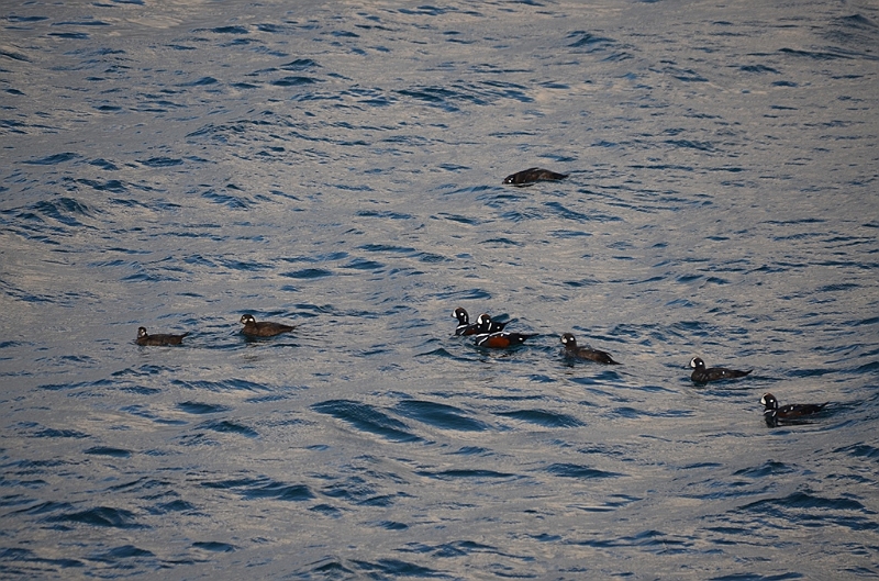 079_USA_Alaska_Dutch_Harbor.JPG