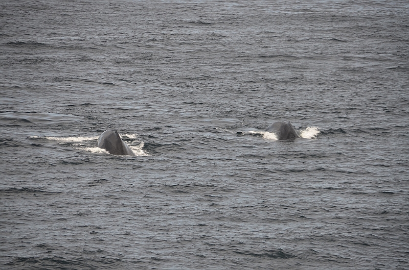 107_USA_Alaska_Unalaska_Island_Humpback_Whale.JPG