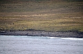 040_USA_Alaska_St_Georges_Island_Seals
