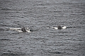 107_USA_Alaska_Unalaska_Island_Humpback_Whale