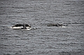 108_USA_Alaska_Unalaska_Island_Humpback_Whale