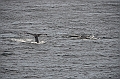 109_USA_Alaska_Unalaska_Island_Humpback_Whale