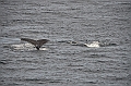 110_USA_Alaska_Unalaska_Island_Humpback_Whale