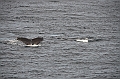 111_USA_Alaska_Unalaska_Island_Humpback_Whale
