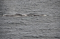 112_USA_Alaska_Unalaska_Island_Humpback_Whale