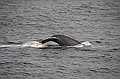 113_USA_Alaska_Unalaska_Island_Humpback_Whale