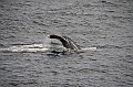 114_USA_Alaska_Unalaska_Island_Humpback_Whale