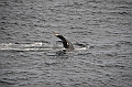 115_USA_Alaska_Unalaska_Island_Humpback_Whale