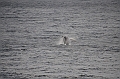 119_USA_Alaska_Unalaska_Island_Humpback_Whale